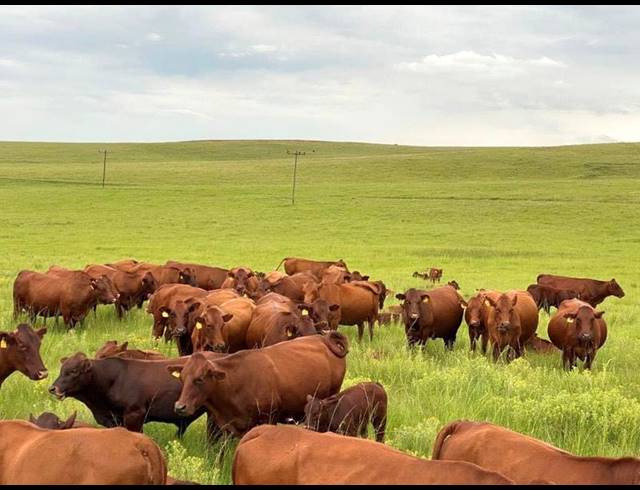 FARM FOR SALE IN MEMEL RURAL